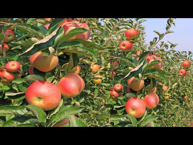 How A Kenyan Man Earn Millions Through Apple  Farming in Eldoret.