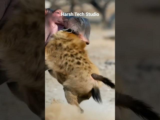 Rhino vs Hyena are deadly fight #trending #wildlifeentertainment #animals #animallife #wildanimals