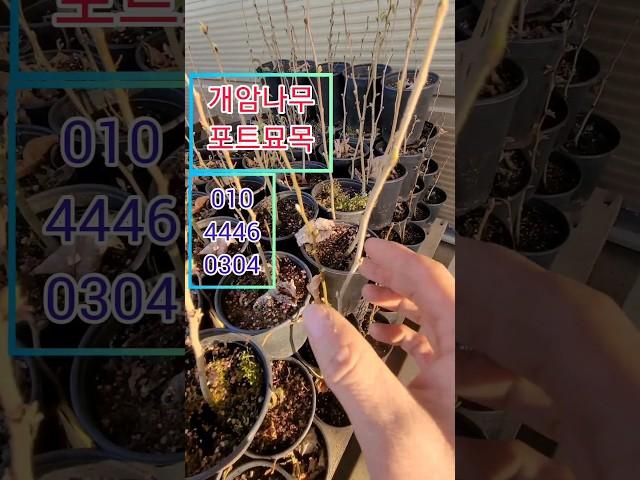 개암나무 포트묘목 1만원 #개암나무#헤이즐넛묘목#개금나무#
