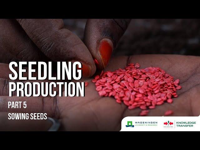 Seedling Production Part 5 – How to Sow Seeds