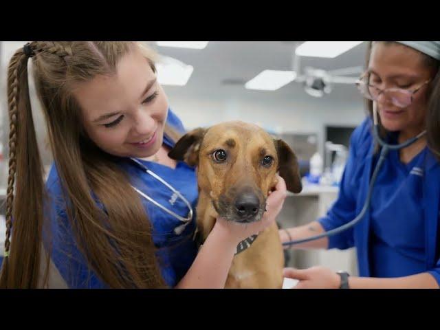 The UF Veterinary Hospital at World Equestrian Center: Ocala