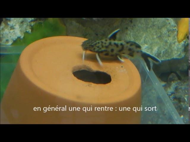 Ponte Synodontis lucipinnis -