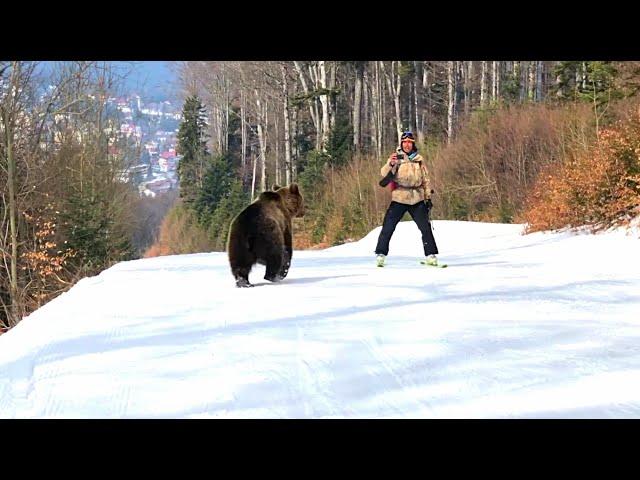 Skiing with the bear on the slope - 9 Martie 2021, Partia Cocosul Predeal Romania, by Mister Fox