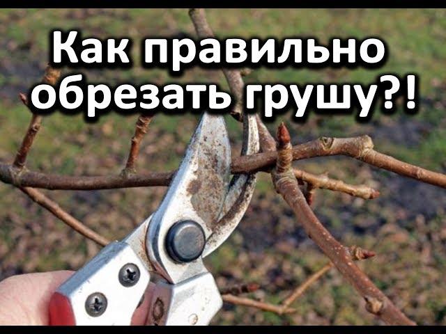 Как правильно обрезать грушу?! Очень подробное видео!!!