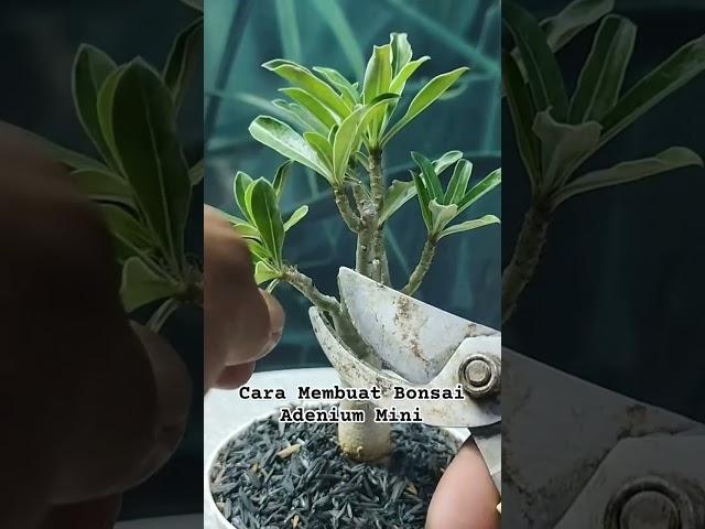 How to Make a #mini Adenium Bonsai