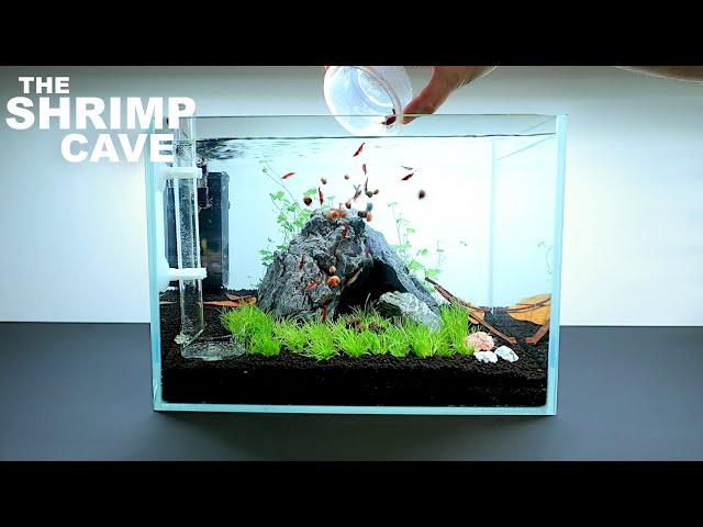 The Shrimp Cave: NEW Shrimp Setup for Neocaridina Aquascape Tutorial