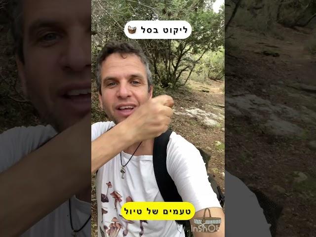 ליקוט פטריות בסל