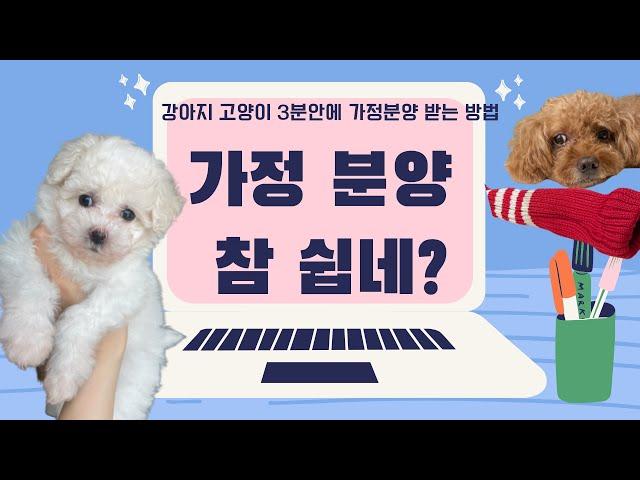 [English Sub.]강아지 고양이 3분만에 안전하게 가정분양 받는법!비숑프리제 가정분양l Adopting 'House raised dogs' in 3 minutes!#가정분양