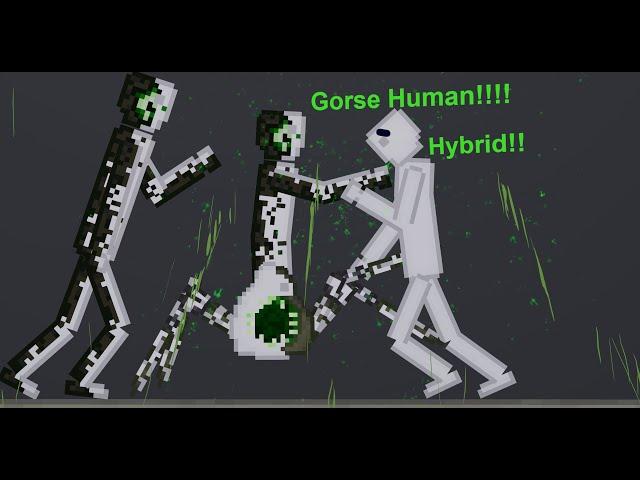 The Gorse Human Hybrid In People Playground