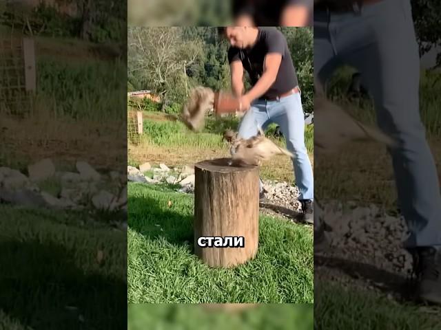 Деревянный меч