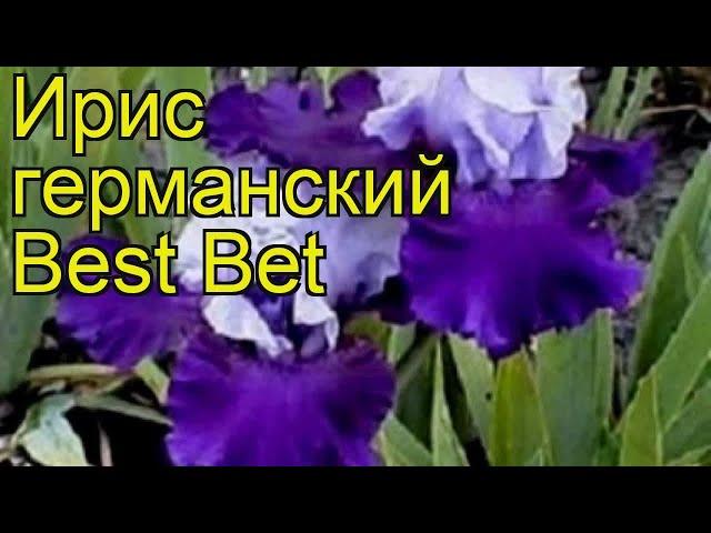 Ирис германский Бест бет. Краткий обзор, описание характеристик iris germanica Best Bet