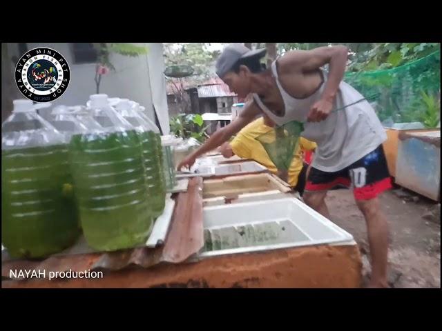 BOSS ERIC GIDAYAWAN MASTER BETTA FISH BREEDER -LAWISANON FISH KEEPERS BACKYARD FISH HUB