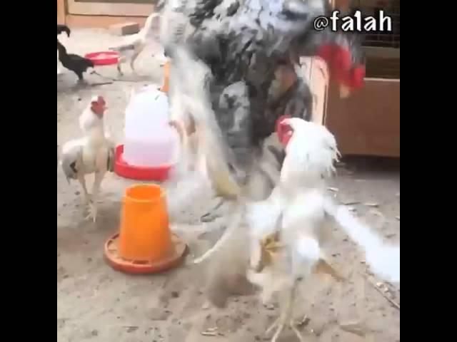 Spartan Rooster