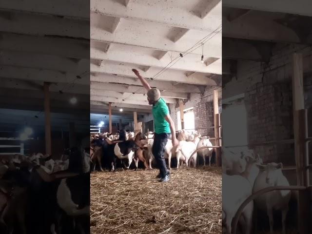#КОЗЬЯ ФЕРМА В СИБИРИ#