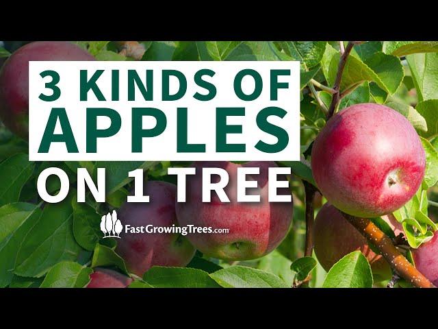 Apple Trees Varieties