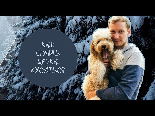 Как отучить щенка кусаться?