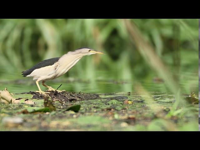 Little Bittern.  Bird catching fish.  Mysterious bird from the reeds 1080p