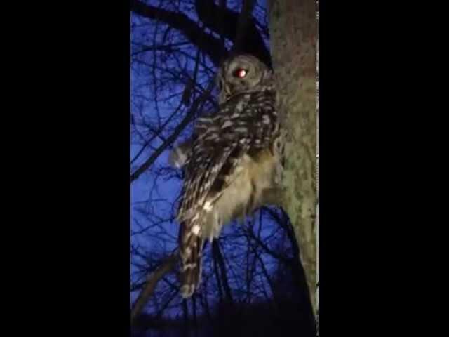 Up-close With a Barred Owl in Wisconsin