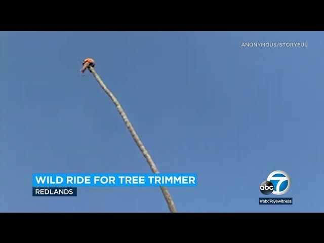 Redlands tree trimmer goes viral after wild palm tree ride | ABC7