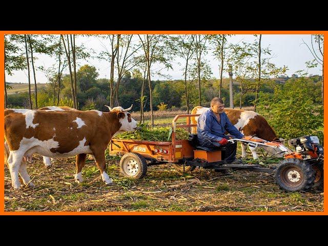 I took food to the cows with the RURIS 731k tiller and the ruris trailer - Life in the country Ep2