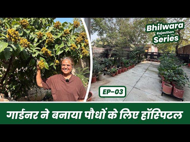 इंडोर प्लांट की ये बाते है आप नहीं जानते  Indoor Plants Garden Tour 🪴 Bhilwara Series EP-03