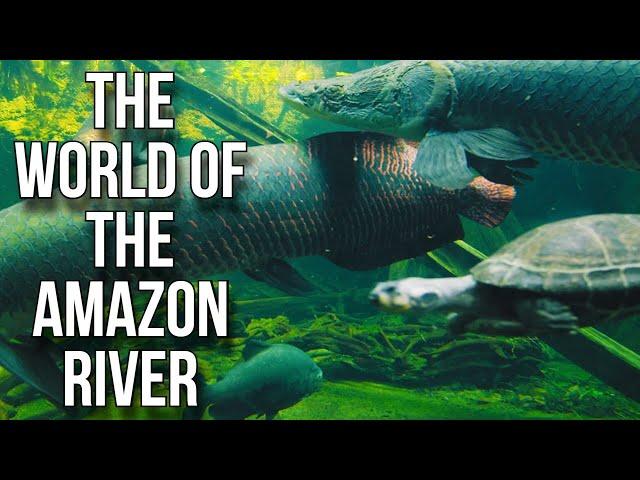 Life in the Amazon River