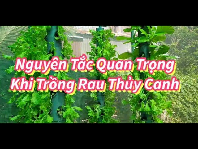 Nguyên tắc quan trọng khi rồng rau thủy canh