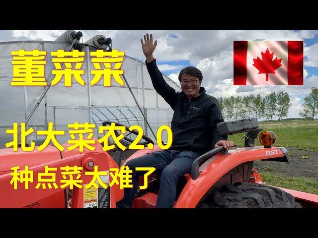 【加拿大华人农场主董菜菜】他从创业开始到今天，吃尽了苦头攻破了难关，终于，终于，突破了产量低的瓶颈。