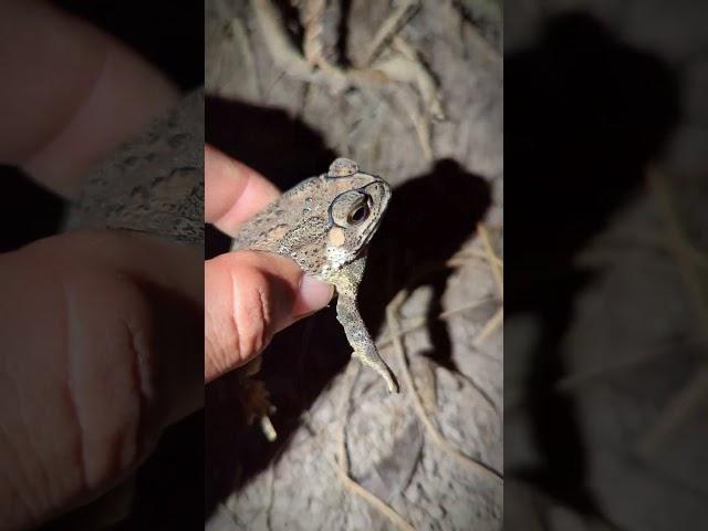Catching a frog wants to laugh | Funny frogs | Catching Frogs funny | tep longheng funny