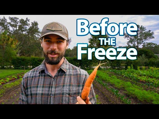 Our Market Garden is PUMPING! Syntropic Garden Expansion + Amazing Harvests (BEFORE The Hard-Freeze)