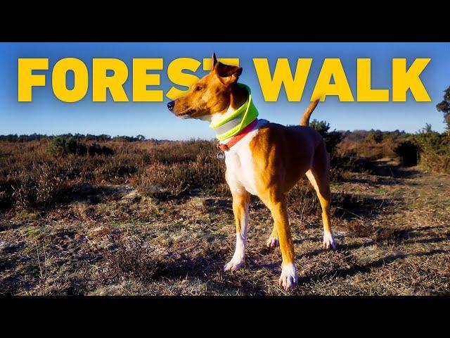   DOG TV 24/7  Peaceful Dog Walk through Ancient Woodland  Classical Piano Music 4K HDR