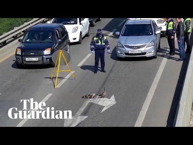 Russian police stop traffic to help family of ducks cross road