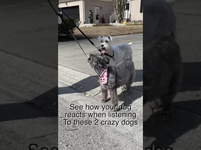 See how your dog reacts when listeningTo these 2 crazy dogs #shorts