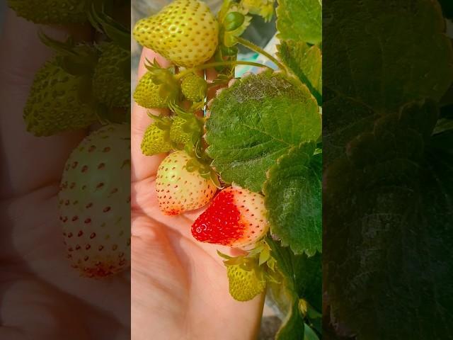 Strawberry plants life journey #organic #fruits # garden #plants #harvesting #trending #viral#shorts