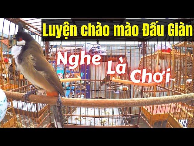 Chào Mào Đấu Giàn!.. Luyện Chào Mào Bổi Đi Giàn. Chào Mào Hót Đấu Kích Bổi Lên Lửa. chao mao hot dau