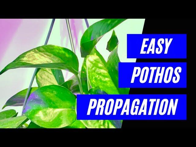 How to Propagate Pothos - The Easiest Way!