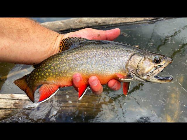 EXPLORING LAKES in the MOUNTAINS for CUTTHROAT and BROOK Trout!! (Catch & Cook)