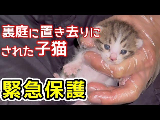 裏庭に置き去りにされた子猫を緊急保護 兄が初ミルクに挑戦したらこうなりました