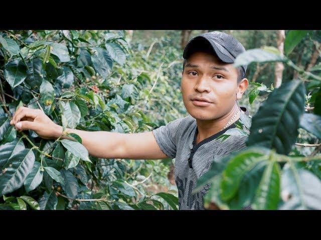 Finca La Mula - Growing Geisha Coffee in the Cloud Forest #2