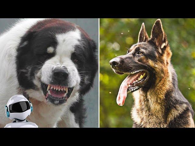 BEST DOGS FOR SECURITY / 10 BREEDS OF GUARDS