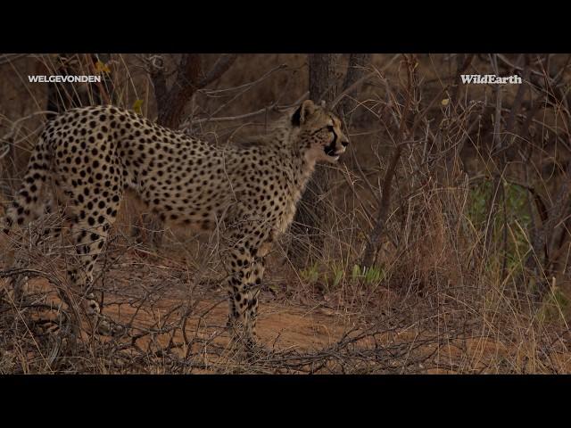 Grace in Motion: A Cheetah’s Tale in Welgevonden