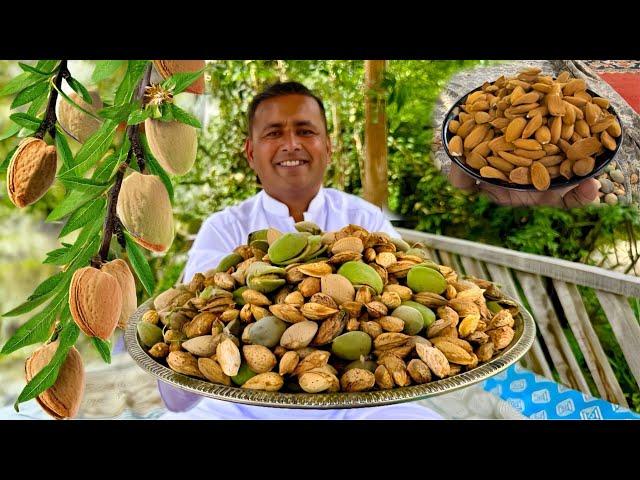 Almond Harvesting Skardu | Badam Halwa Recipe | Almond Farming | Village Food Secrets