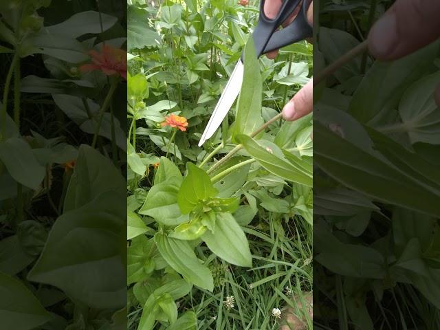 How to prune zinnias