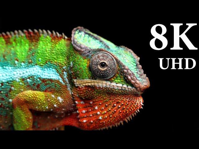 Wild Animals in 8K ULTRA HD - Collection of Animals III (60 FPS)