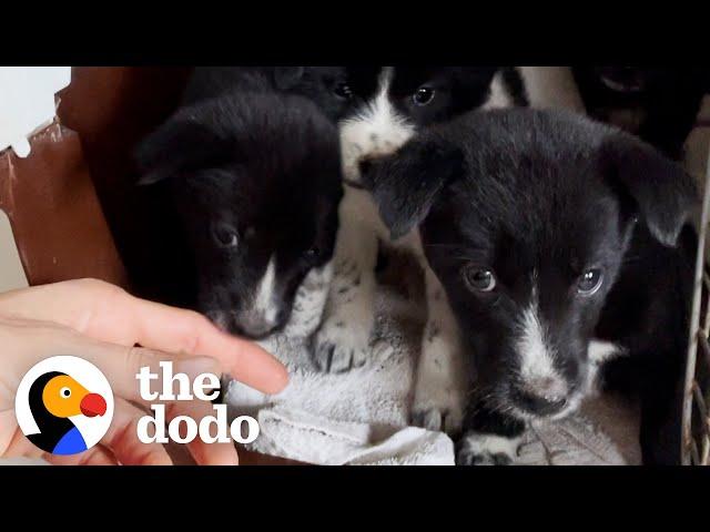 Woman Breaks Down Rescuing Puppies | The Dodo