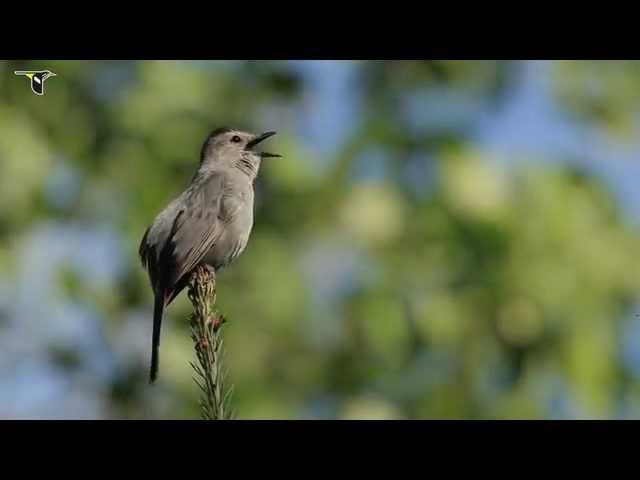 Gray Catbird singing