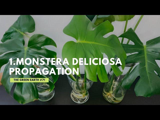 #71 : How to propagate Monstera Deliciosa in Water? Propagation of Swiss Cheese Plant | PART 1