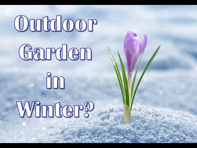 Starting a Cold Frame Winter Garden