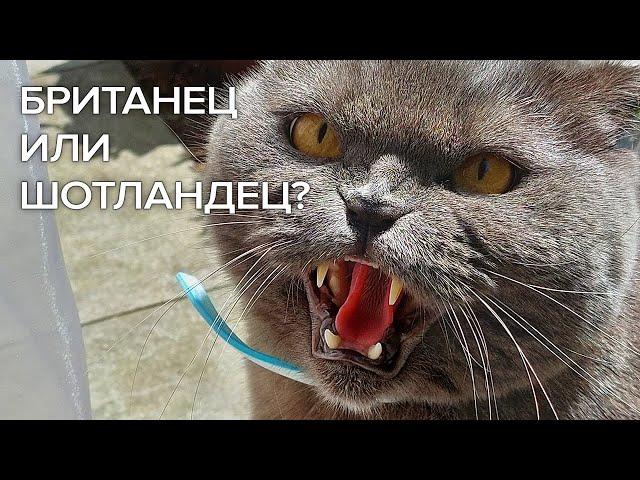 Британец или шотландец? Кто же наш кот? British or Scottish? Who is our cat?