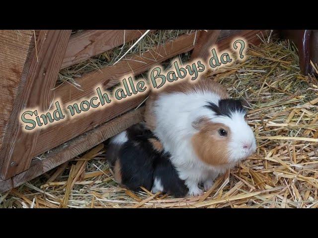 Meerschweinbabys unterwegs in der Gruppe im Meerschweinchen-Außengehege / Sind alle wohlauf?